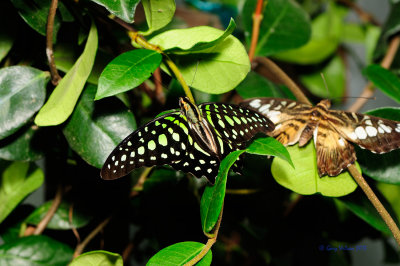 Tailed Jay  at Butterfly Wonderland