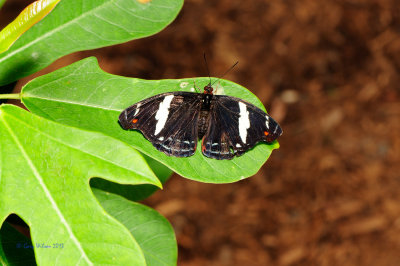 Grecian Shoemaker (Female) at Butterfly Wonderland