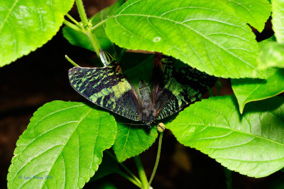 Madagascar Sunset Moth  at Butterfly Wonderland