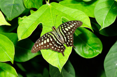 Tailed Jay  at Butterfly Wonderland