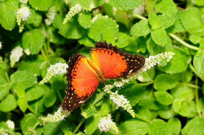 Red Lacewing  at Butterfly Wonderland