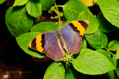 Gold Banded Forester at Butterfly Wonderland