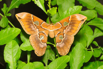 Rothchilds Silkmoth (Rothschildia lebeau) at Butterfly Wonderland