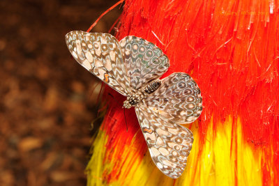 Variable Cracker at Butterfly Wonderland