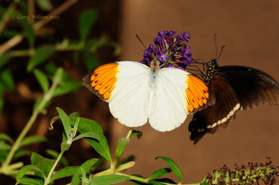 Great Orange Tip at Butterfly Wonderland