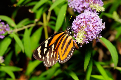 Tiger-Mimic Queen (Lycorea cleobaea) at Butterfly Wonderland