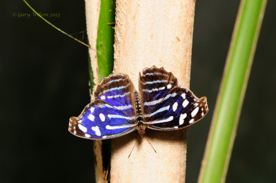 Whitened Bluewing  at Butterfly Wonderland
