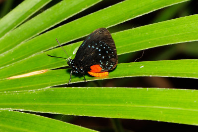 Atala  at Butterfly Wonderland