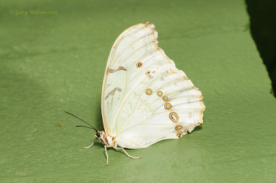 White Morpho  at Butterfly Wonderland