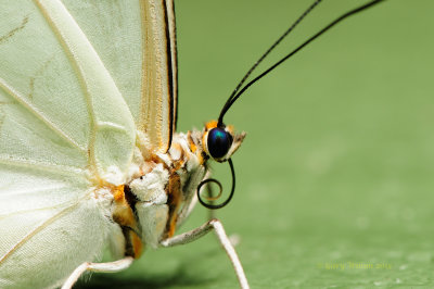 Close up of White Morpho  at Butterfly Wonderland