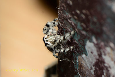 Jumping Spider (Phidippus adumbrates)