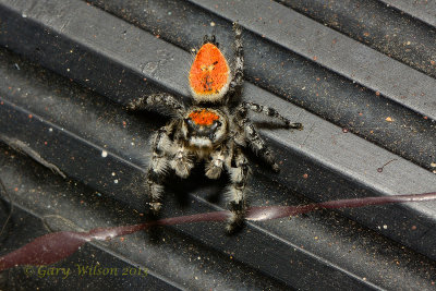 Jumping Spider (Phidippus adumbrates)
