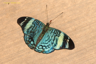 Procilla Beauty at Butterfly Wonderland