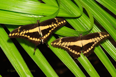 Pair of Thaos Swallowtails at Butterfly Wonderland