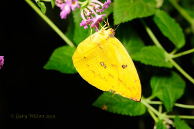 Orange Emigrant  at Butterfly Wonderland