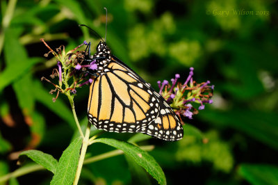 Monarch at Butterfly Wonderland