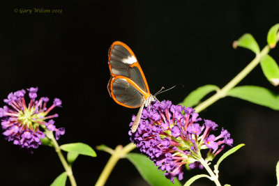 Glasswing at Butterfly Wonderland