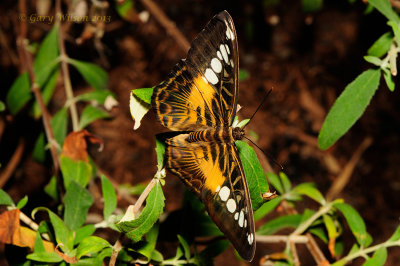 Brown Clipper at Butterfly Wonderland