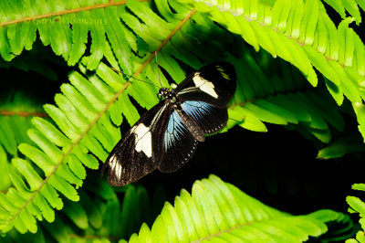 Doris Longwing at Butterfly Wonderland