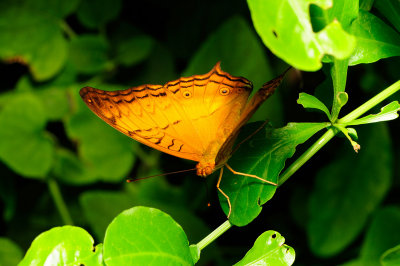 The Cruiser (Vindula Dejone Erotella) at Butterfly Wonderland