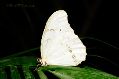 White Morpho at Butterfly Wonderland