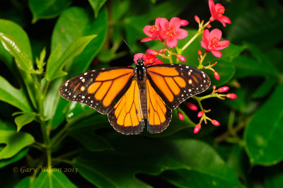 Monarch at Butterfly Wonderland