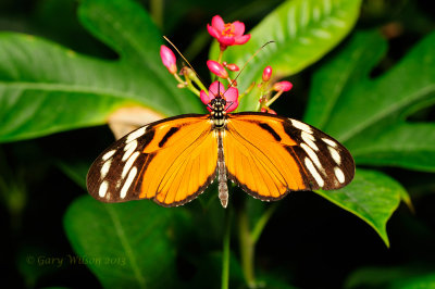 Ismenius Tiger (Heliconius ismenius) at Butterfly Wonderland