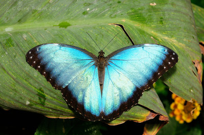 Blue Morpho at Butterfly Wonderland