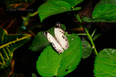 Cloudy Mother of Pearl at Butterfly Wonderland