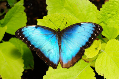 Peleides Blue Morpho at Butterfly Wonderland