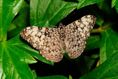 Common Cracker at Butterfly Wonderland