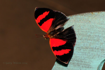 Red-Stripped Leafwing at Butterfly Wonderland