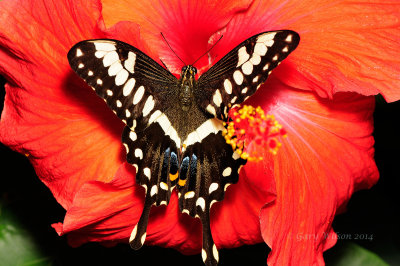 Emperor Swallowtail at Butterfly Wonderland