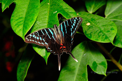 Black Swordtail at Butterfly Wonderland