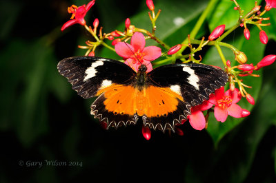 Malay Lacewing at Butterfly Wonderland