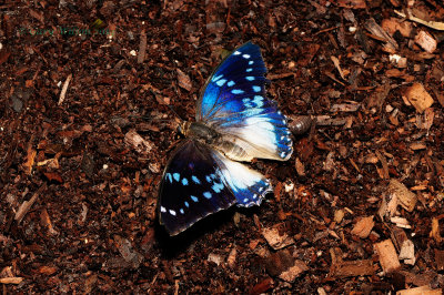 Blue-Spotted (Male) Charaxes at Butterfly Wonderland
