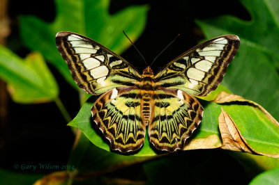 Green Clipper at Butterfly Wonderland