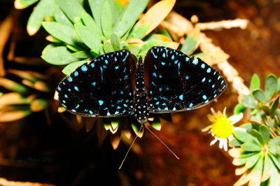 Starry Night Cracker (Male) at Butterfly Wonderland