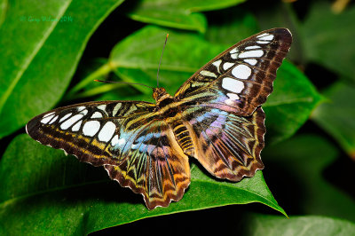 Violet Clipper at Butterfly Wonderland