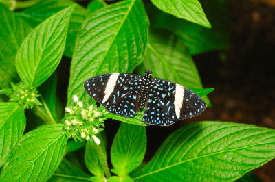 Starry Night Cracker (Female) at Butterfly Wonderland