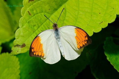 Great Orange Tip  at Butterfly Wonderland