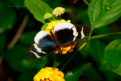 Eleuchia Longwing at Butterfly Wonderland