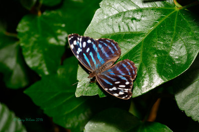 Mexican Bluewing at Butterfly Wonderland