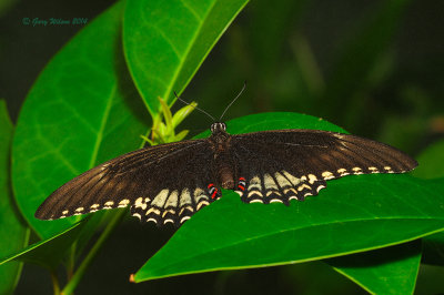 Gold Rim Swallowtail at Butterfly Wonderland