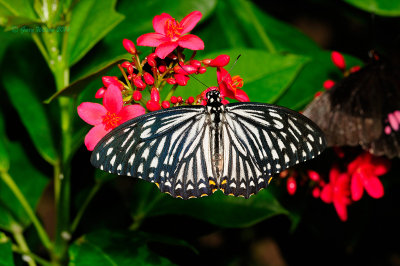 Mime at Butterfly Wonderland