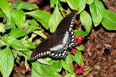 Spice Bush Swallowtail at Butterfly Wonderland