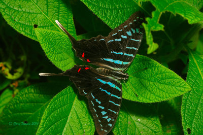 Black Swordtail at Butterfly Wonderland