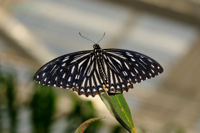 Mime at Butterfly Wonderland