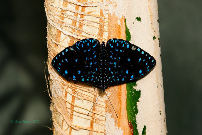 Starry Night Cracker (Male) at Butterfly Wonderland