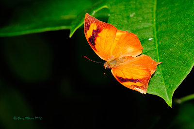 Pointed Leafwing at Butterfly Wonderland